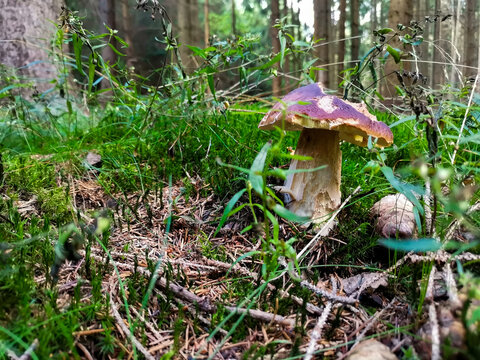 Pilzfotos / mushroom pictures - In einem Wald forografiert / photographed in a forrest in Europe
Schönes Pilzfoto (steinpilz , Röhrling etc.)