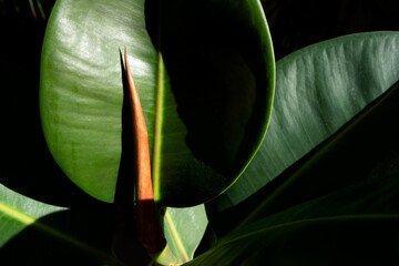 ficus elastica roxb. ex hornem 