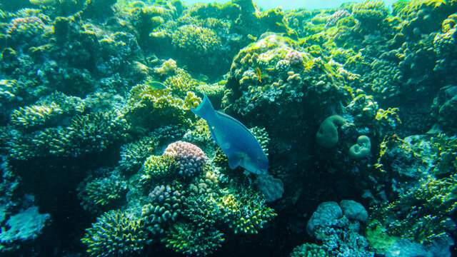 chameleon parrotfish( Scarus chameleon) fish feeds among the corals in the red sea