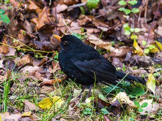 Blackbird sitting in grass among fallen leaves