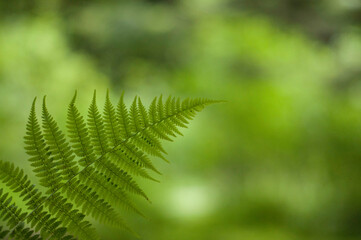 Blurry background with space for text and a fern leaf.