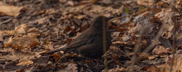 Blackbird in cold winter cloudy day with dry leafs