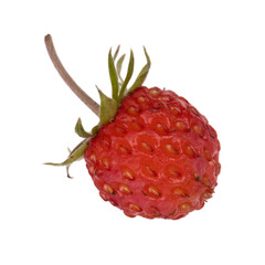 fresh red single wild strawberry isolated on white