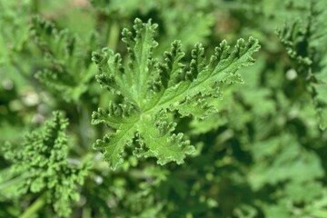 Pelargonium X citrosum ‘Van Leenii’ - Citrosa, Mosquito Plant, Citronella Geranium
