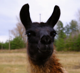 Fototapeta premium black llama looks into the camera while walking in the park. Livestock, farming, herbivore