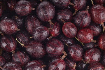 heap of red gooseberries background