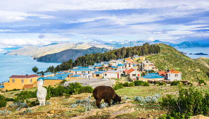 a lama above lake titicaca on the isla del sol, Bolivia - obrazy, fototapety, plakaty