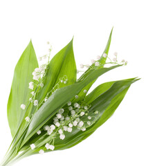 Obraz premium bunch of the lily-of-the-valley with leaves isolated on white background