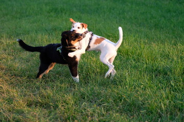 Spielende Hunde Welpen Kromfohrländer und Australian Shepherd 