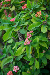 Euphorbia milii blooms close-up in the garden