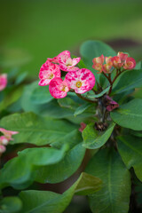 Euphorbia milii blooms close-up in the garden
