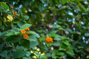 Cordia sebestena blooms close-up in the garden