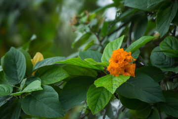 Cordia sebestena blooms close-up in the garden