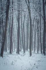 Snow in the woods. Winter forest landscape. Winter landscape. Snow-covered trees. trees in winter without leaves. snow on the trees