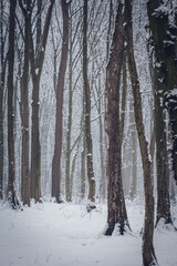 Fototapeta premium Snow in the woods. Winter forest landscape. Winter landscape. Snow-covered trees. trees in winter without leaves. snow on the trees