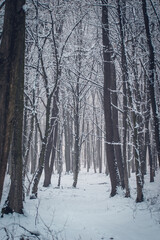 Snow in the woods. Winter forest landscape. Winter landscape. Snow-covered trees. trees in winter without leaves. snow on the trees