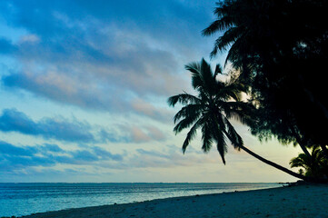 The Silhouette of a palm tree reaching out to sea on the empty beach in the blue hour at dusk. A beautiful, blue and cloud sky above - Rarotonga, Cook Islands