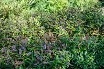 Plant of Purple flower of Hebe salicifolia