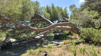 JARDINS DE L'ABBAYE VILLENEUVE LES AVIGNON (Gard)