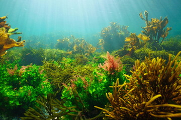 Fototapeta na wymiar Underwater seascape, green, brown and red algae in the ocean with natural sunlight, Eastern Atlantic, Spain, Galicia