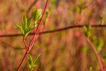 Background with place for text and spring fresh leaves on red twig.