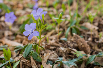 Periwinkle flowers in the forest.