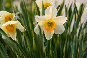 Fototapeta premium Flower of narcissus in the garden.