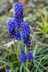 Flowers of Grape hyacinth in the garden.