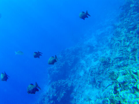 Kyphosus Sectator In The Blue Water Of The Red Sea