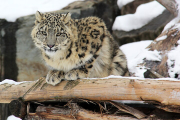 snow leopard in the snow