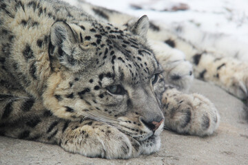Naklejka premium snow leopard portrait