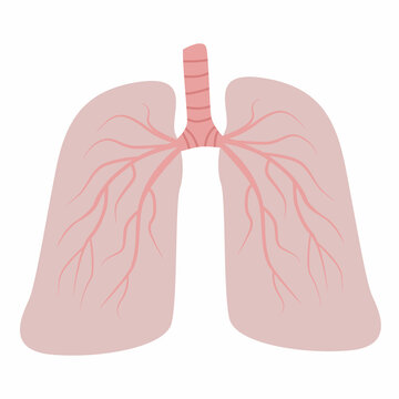 Human lungs simple flat illustration. Healthy human lungs. Pulmonary clinic
