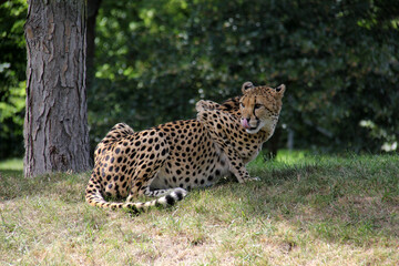 cheetah in the grass