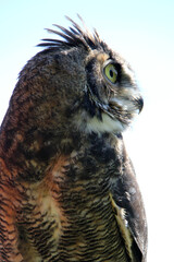 close up of an owl
