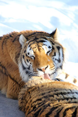 Tiger licking his paw on the snow