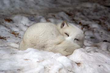 fox in snow