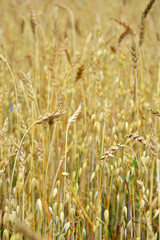 Wheat field. Rye field. Golden ears.