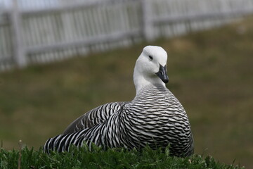 Ouette de Magellan, chloephaga picta - 2008 11 17 182028 Argentine - Ushuaia - 490