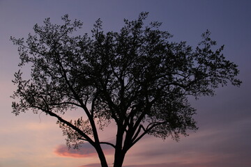 silhouette of a tree at sunset