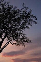 silhouette of a tree at sunset