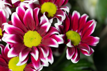 CLose up of pink and white chrysanthemums - Powered by Adobe