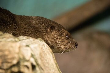 otter on the rock
