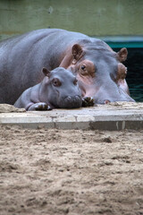 baby hippopotamus with his mother in zoo