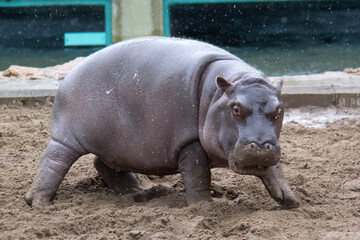 baby hippopotamus running in zoo