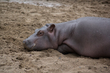 baby hippopotamus on the sand