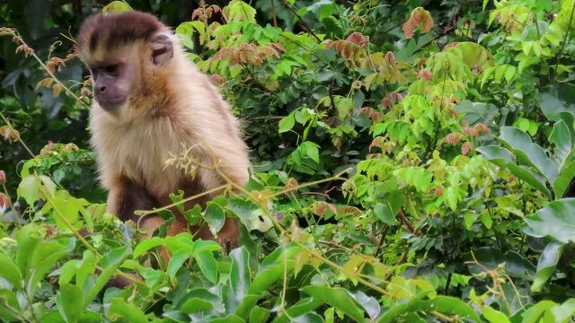A funny monkey in Natural habitat. Tufted capuchin (Cebus apella).