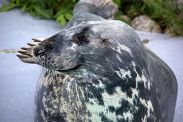close up of a seal