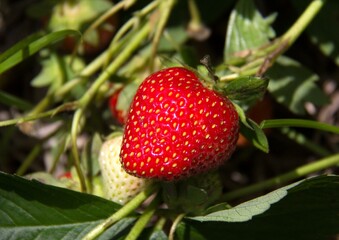 close up of strawberry
