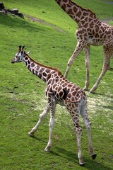 Naklejka na ściany i meble giraffe running in the zoo
