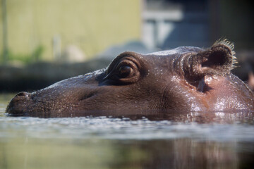 baby hippopotamus in water